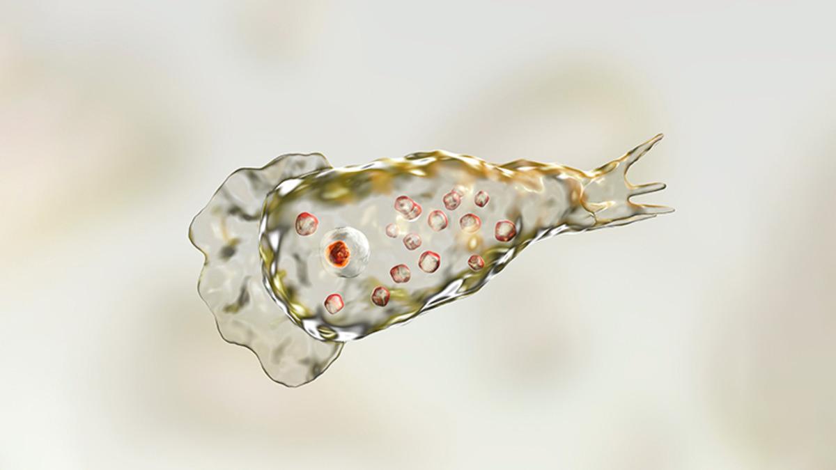 ABD’de Beyin Yiyen Amip Vakası Görüldü: Bulaşıcı Değil Ama Koronavirüsten Daha Ölümcül