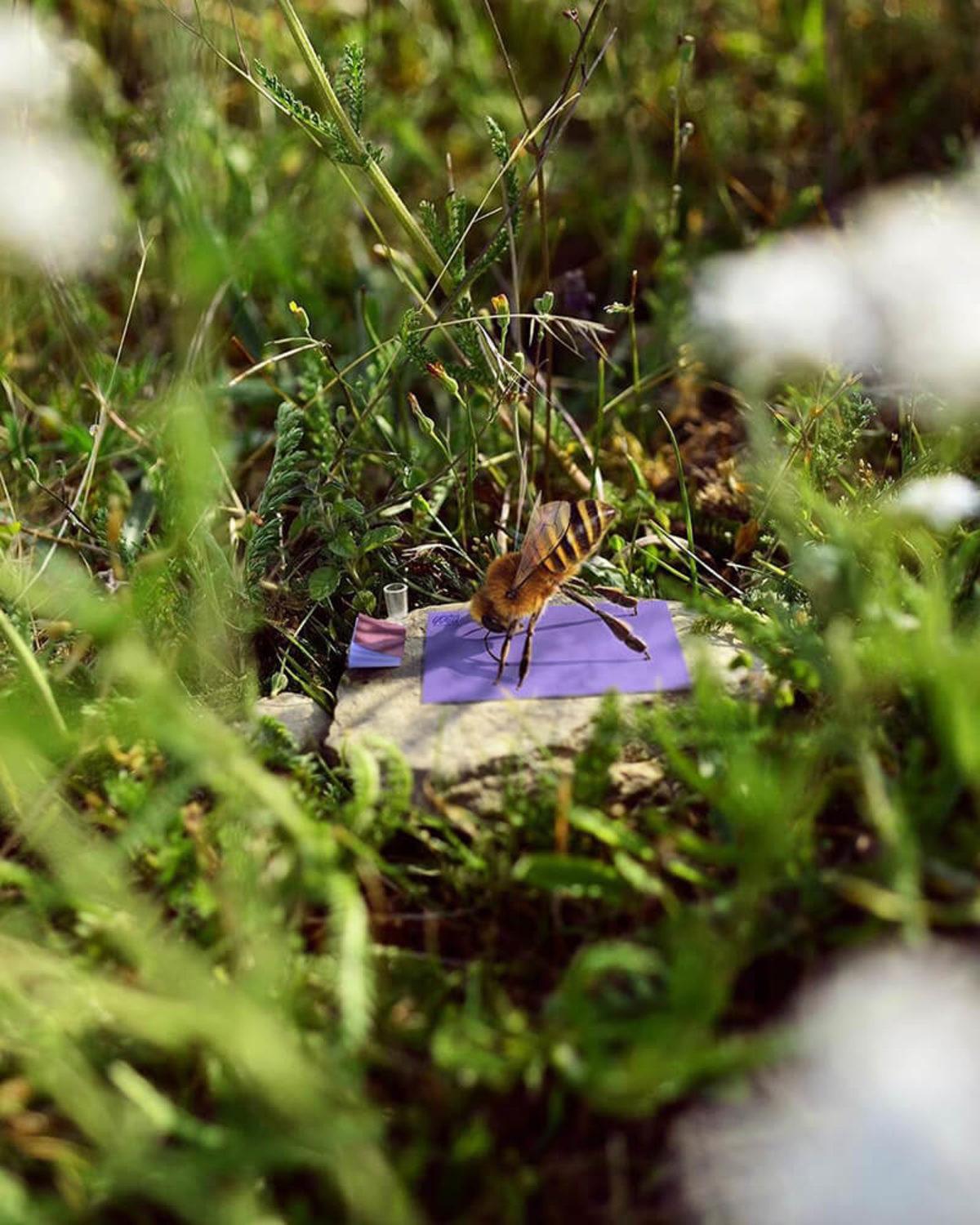 Dünyanın İlk ’Arı’ Influencer’ı ile Tanışın