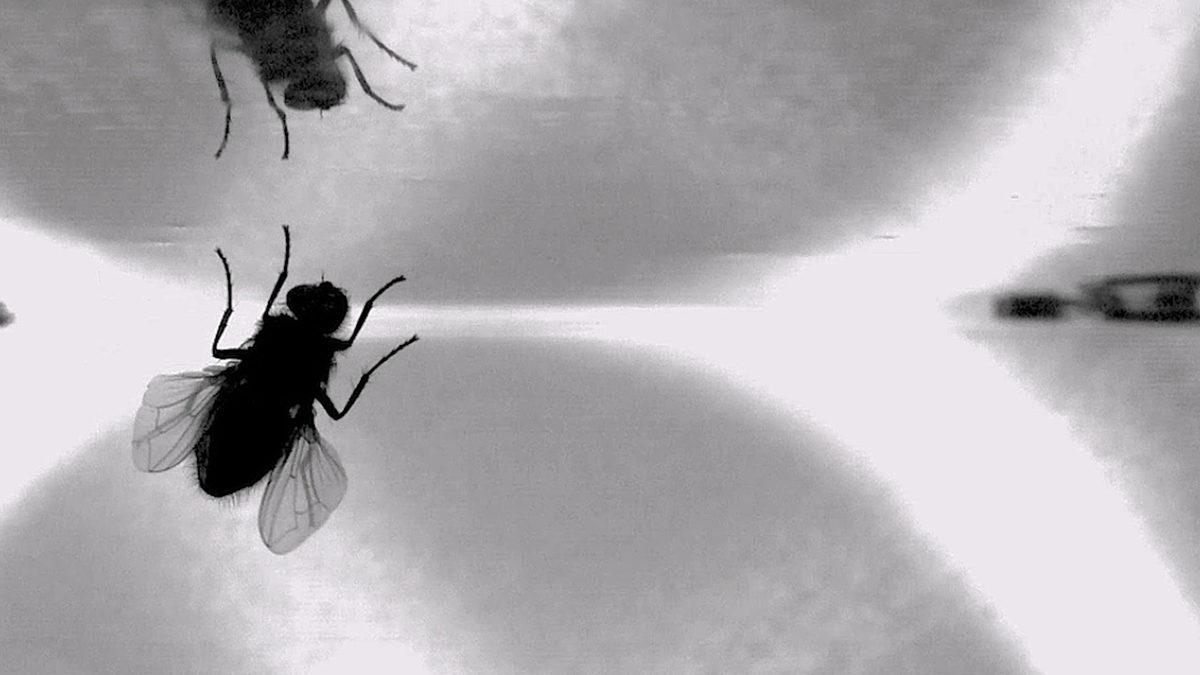 Yer Çekmiyor mu? Sinekler Tavana Nasıl İniş Yapıyor (Video)