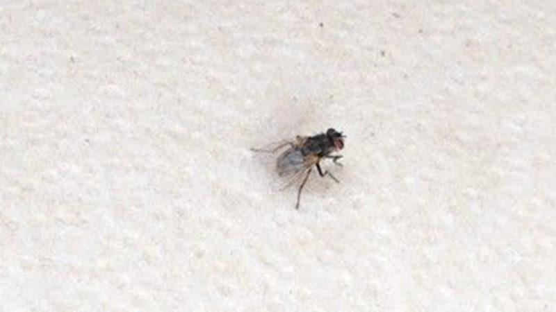 Yer Çekmiyor mu? Sinekler Tavana Nasıl İniş Yapıyor (Video)