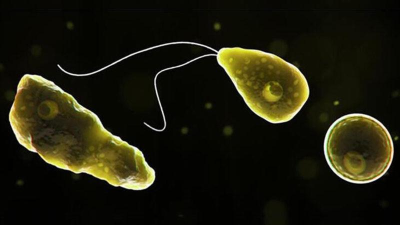 Türk Profesörden Açıklama: Beyin Yiyen Amip Türkiye’de de Var