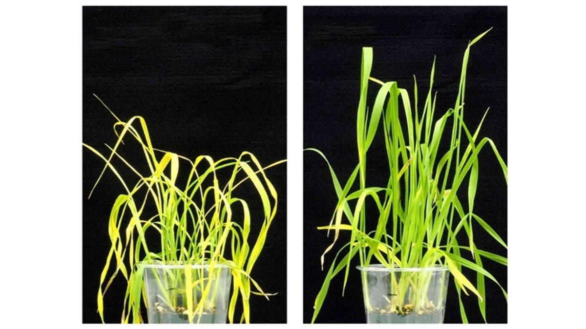 Bilim İnsanları, Bitkilerin Kuraklıktan Etkilenmesini Önleyen Bir Kimyasal Geliştirdi