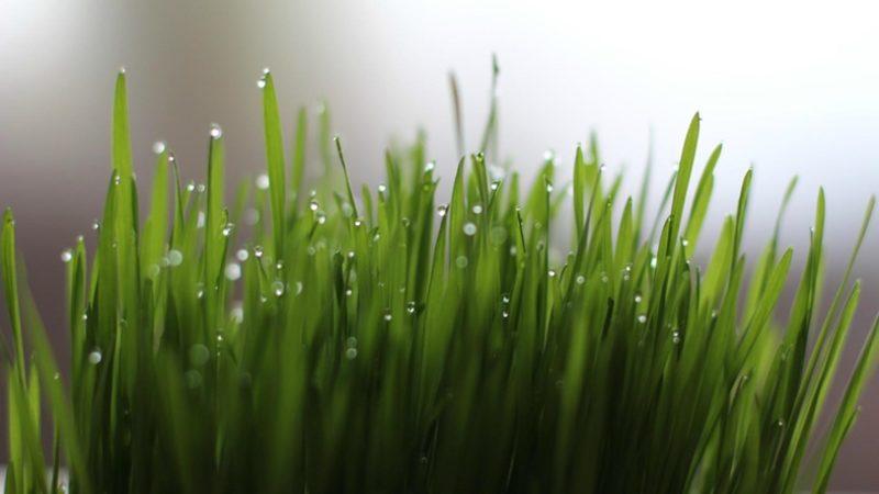 Bilim İnsanları, Bitkilerin Kuraklıktan Etkilenmesini Önleyen Bir Kimyasal Geliştirdi