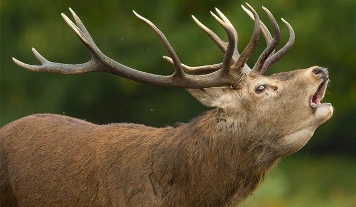 Bazı Hayvanların Eşlerini Etkileyebilmek İçin Taklit Sesler Çıkardığı Keşfedildi
