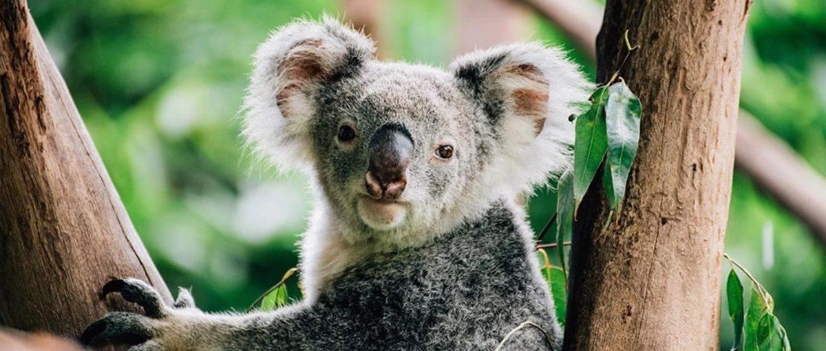 Bazı Hayvanların Eşlerini Etkileyebilmek İçin Taklit Sesler Çıkardığı Keşfedildi