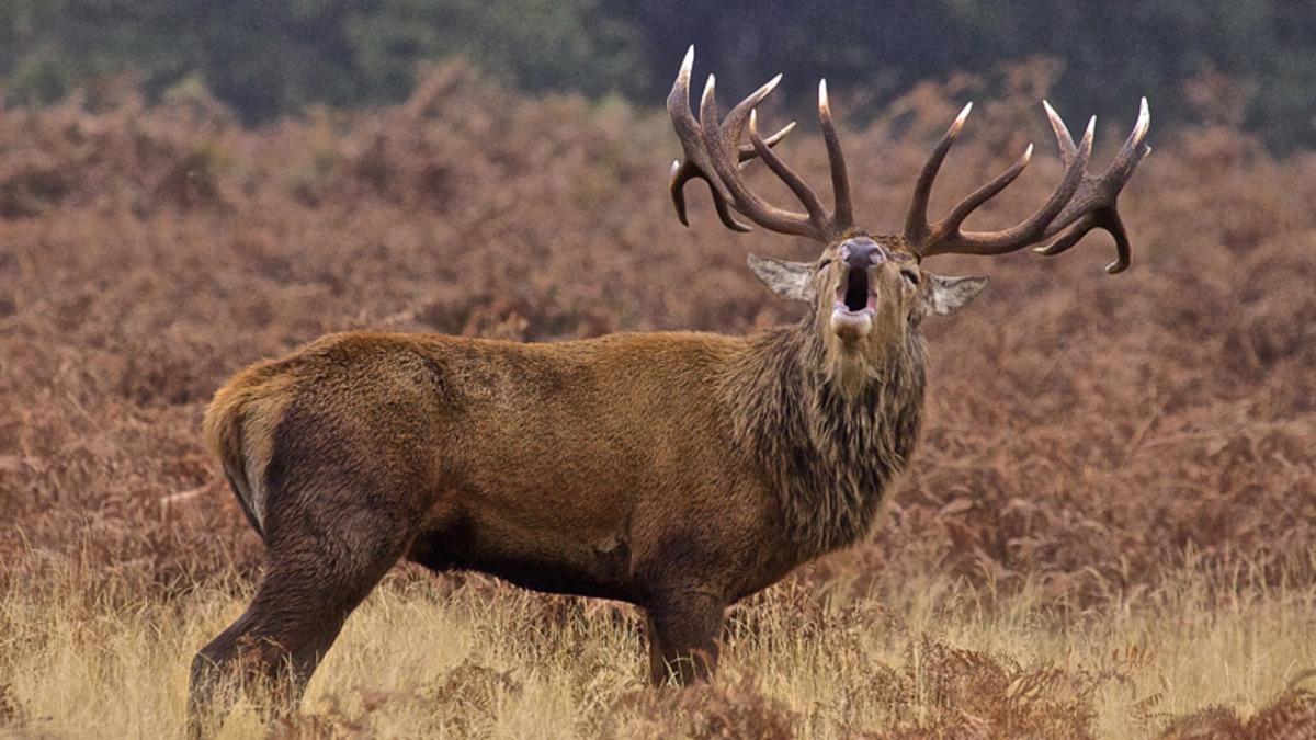 Bazı Hayvanların Eşlerini Etkileyebilmek İçin Taklit Sesler Çıkardığı Keşfedildi