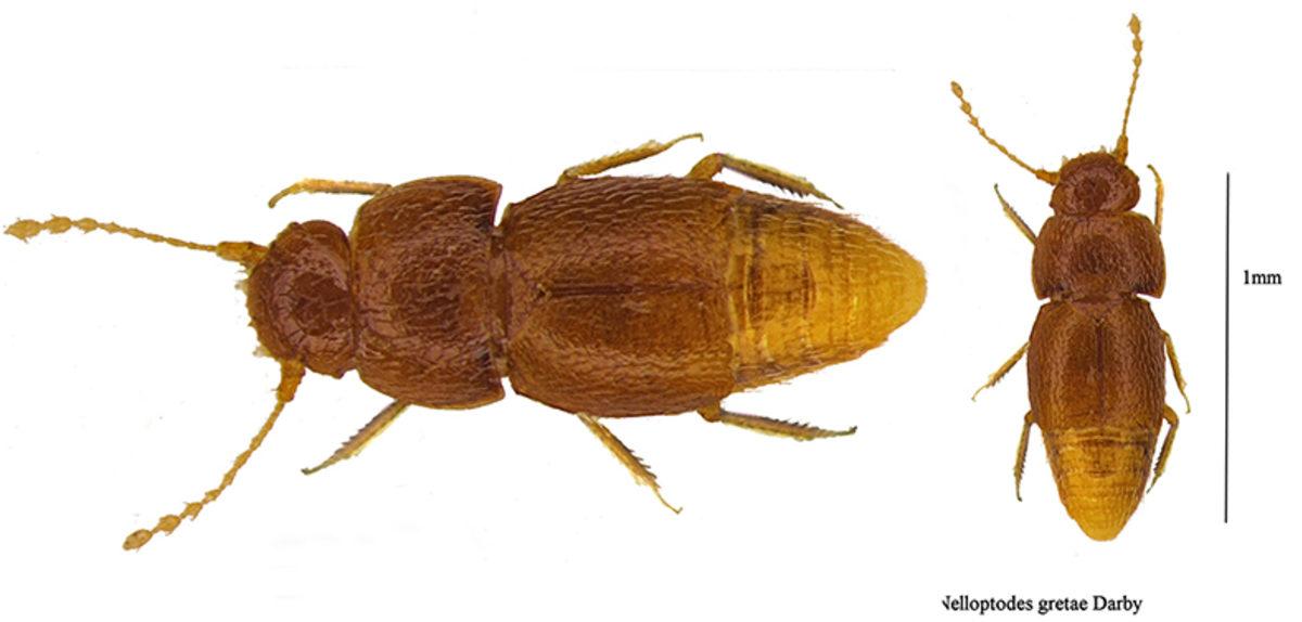 İklim Aktivisti Greta Thunberg’in Adı, Bir Böceğe Verildi