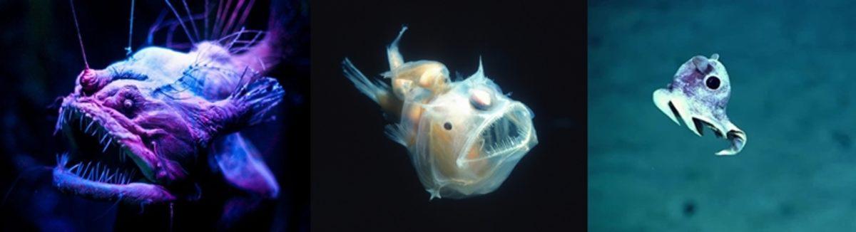 Okyanusların Aslında Ne Kadar Derin Olduğunu Gösteren Görsel