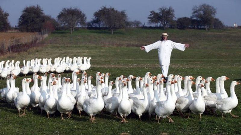 Çiftlik Bank’tan Sonra Şimdi de Kaz Bank: Milyonlarca TL Toplandı