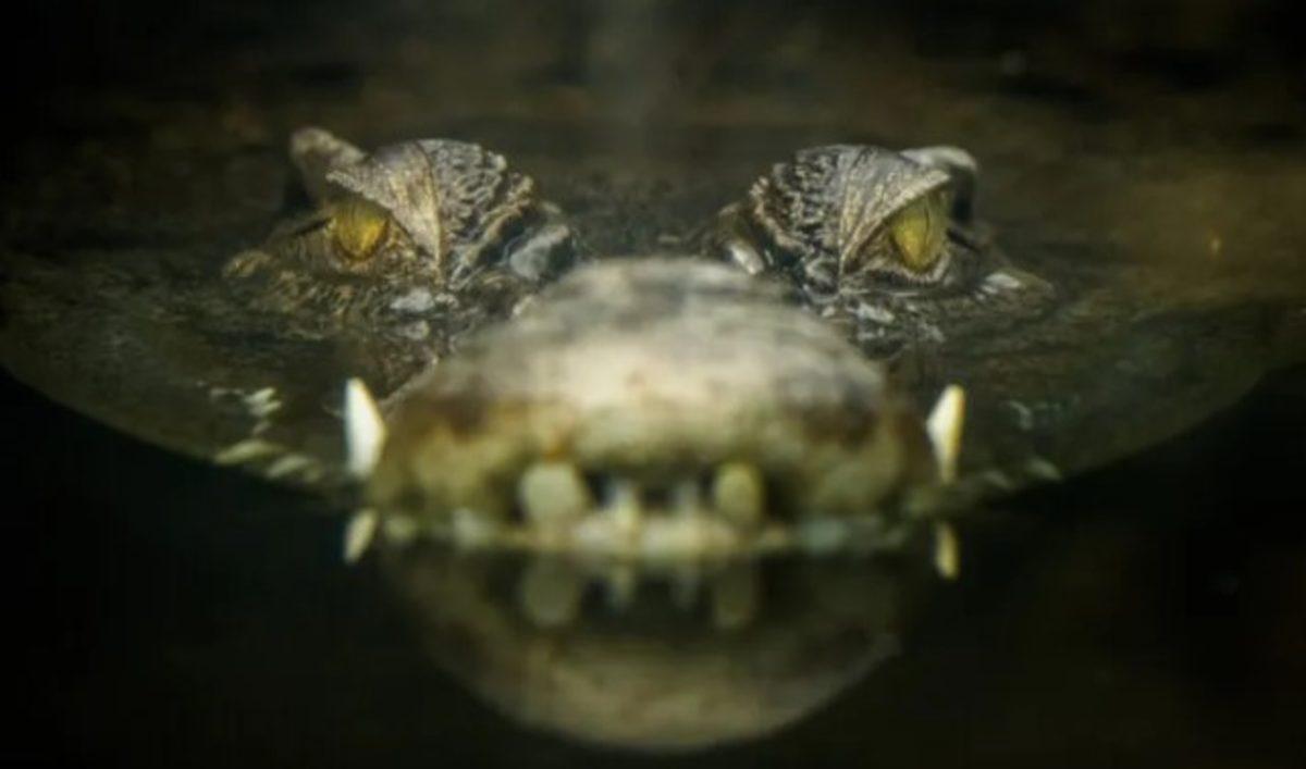 Günümüzdeki Devasa Timsahların Sebebi Belli Oldu: İklim Değişikliği