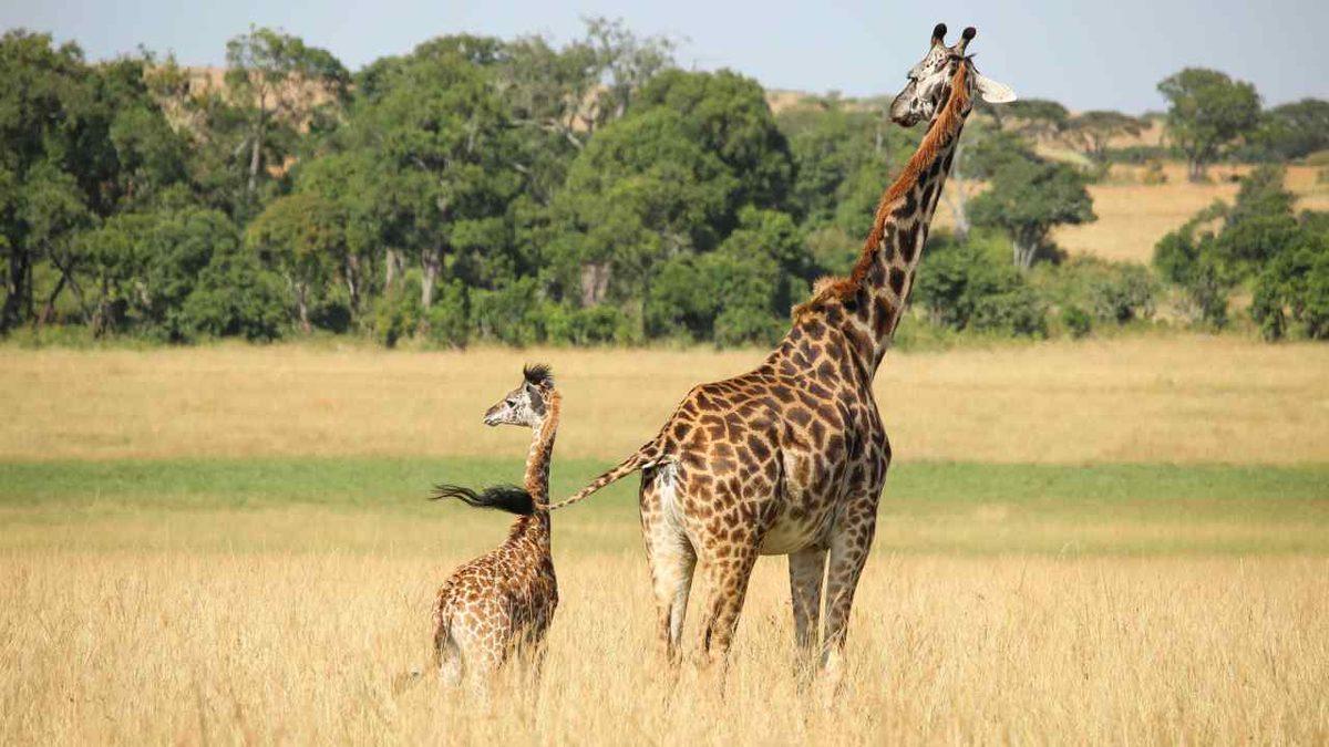 Bilim İnsanları, Tüm Türlerin Tek Bir Yetkili Listesini Geliştirmeyi Planlıyor