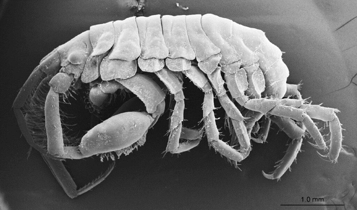 Araştırmacılar, Balina Köpek Balığının Ağzında Yeni Bir Canlı Türü Keşfetti