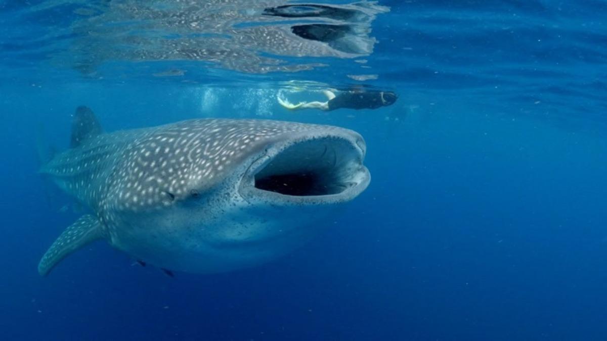 Araştırmacılar, Balina Köpek Balığının Ağzında Yeni Bir Canlı Türü Keşfetti
