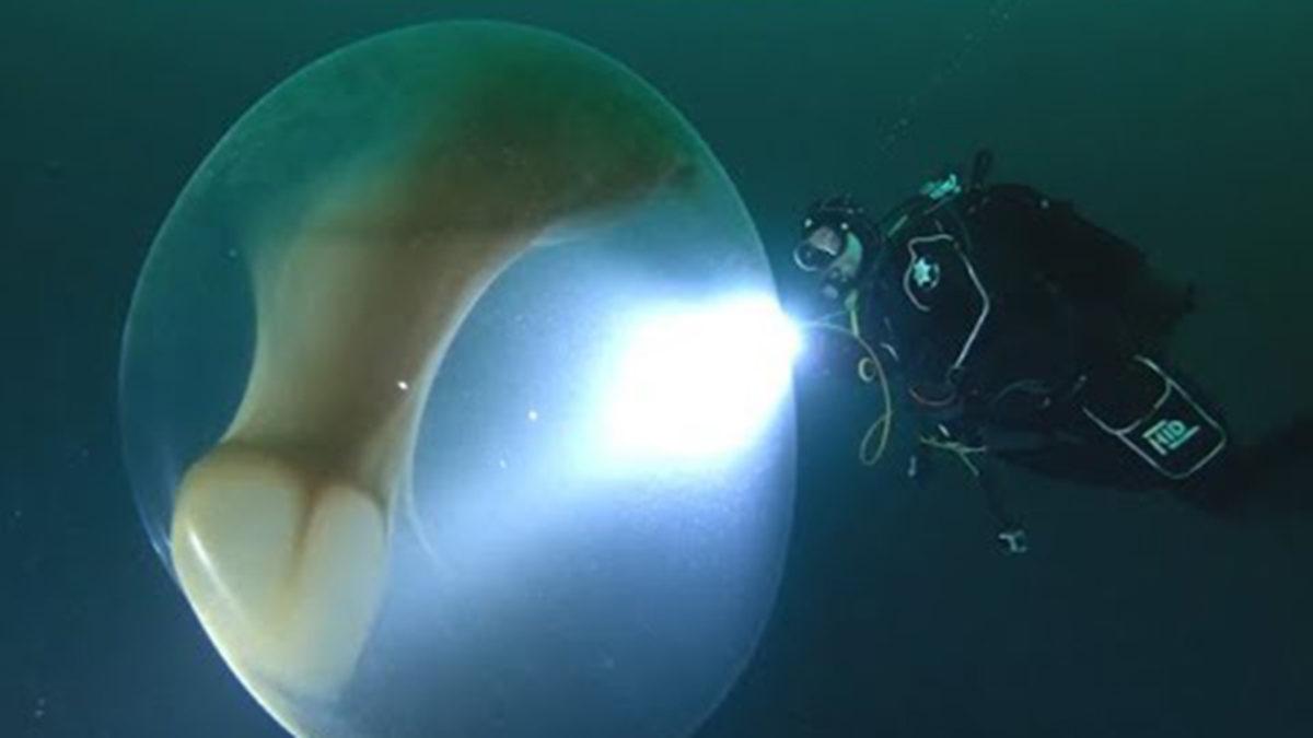 İnsan Boyunda Kalamar Yumurtası Kesesi Görüntülendi (Video)