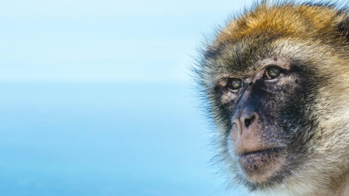 Yeni Araştırmaya Göre Bir Grup Maymun, 32 Milyon Yıl Önce Atlantik’i Aşıp Amerika’ya Ulaştı