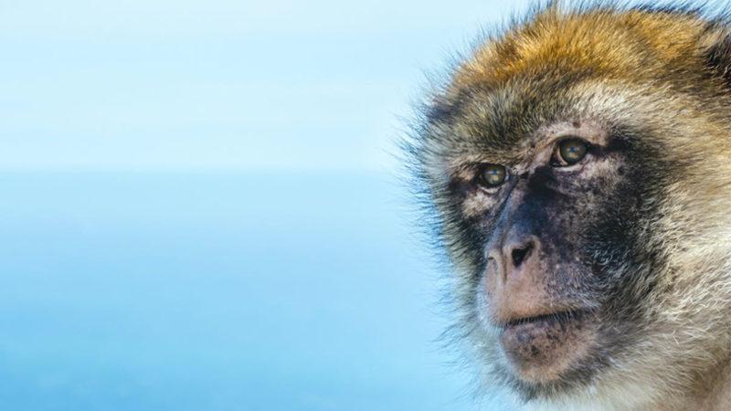 Yeni Araştırmaya Göre Bir Grup Maymun, 32 Milyon Yıl Önce Atlantik’i Aşıp Amerika’ya Ulaştı