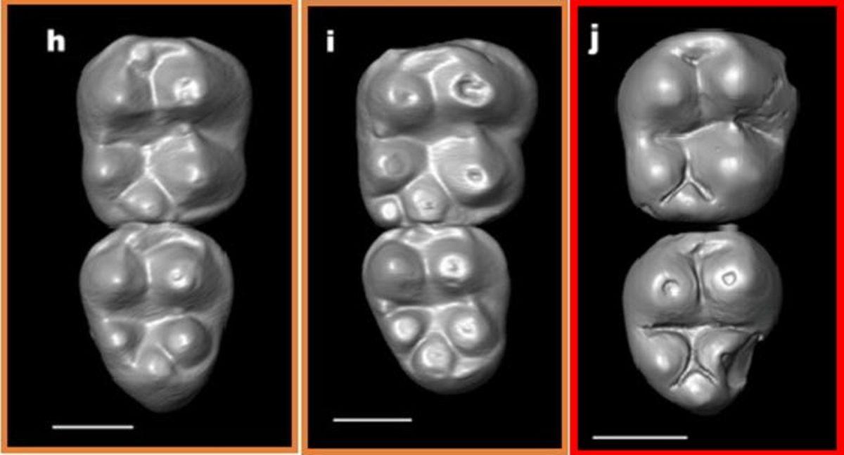 Yeni Araştırmaya Göre Bir Grup Maymun, 32 Milyon Yıl Önce Atlantik’i Aşıp Amerika’ya Ulaştı