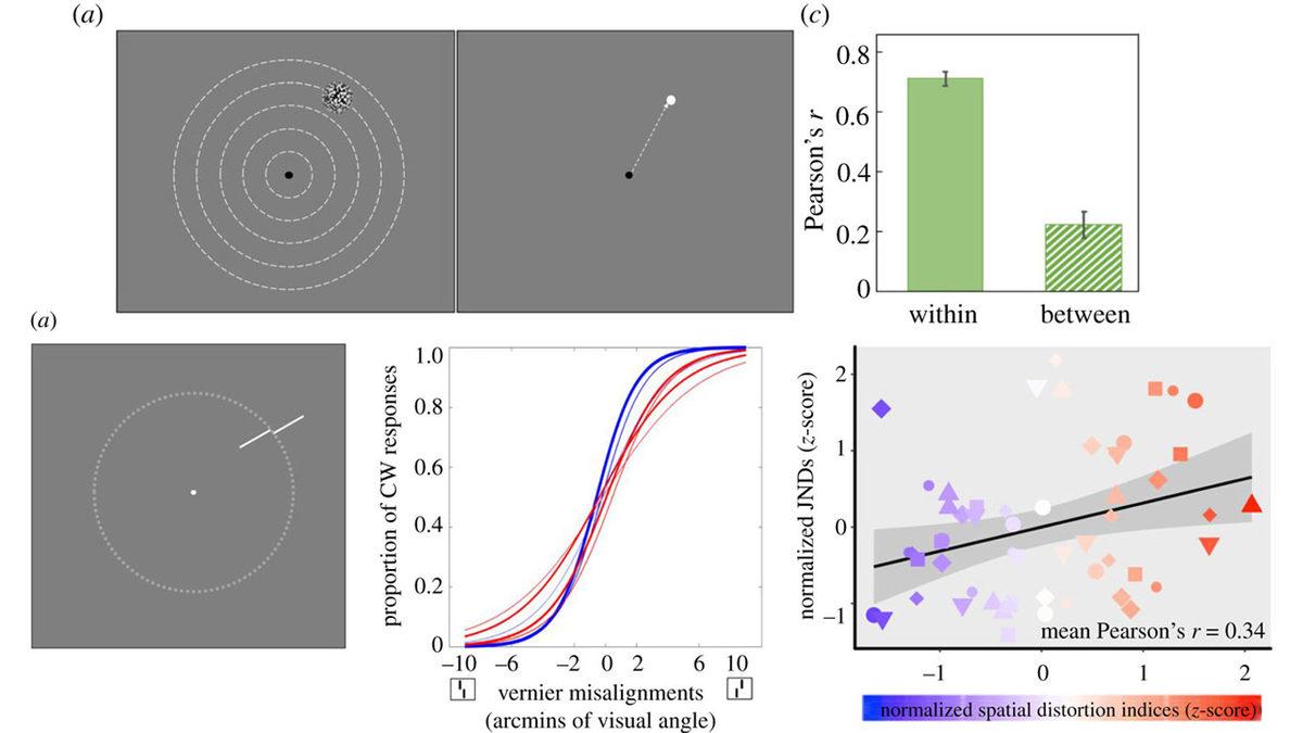 Bilim İnsanları, İnsanların En Basit Cismi Bile Farklı Algıladıklarını Keşfetti