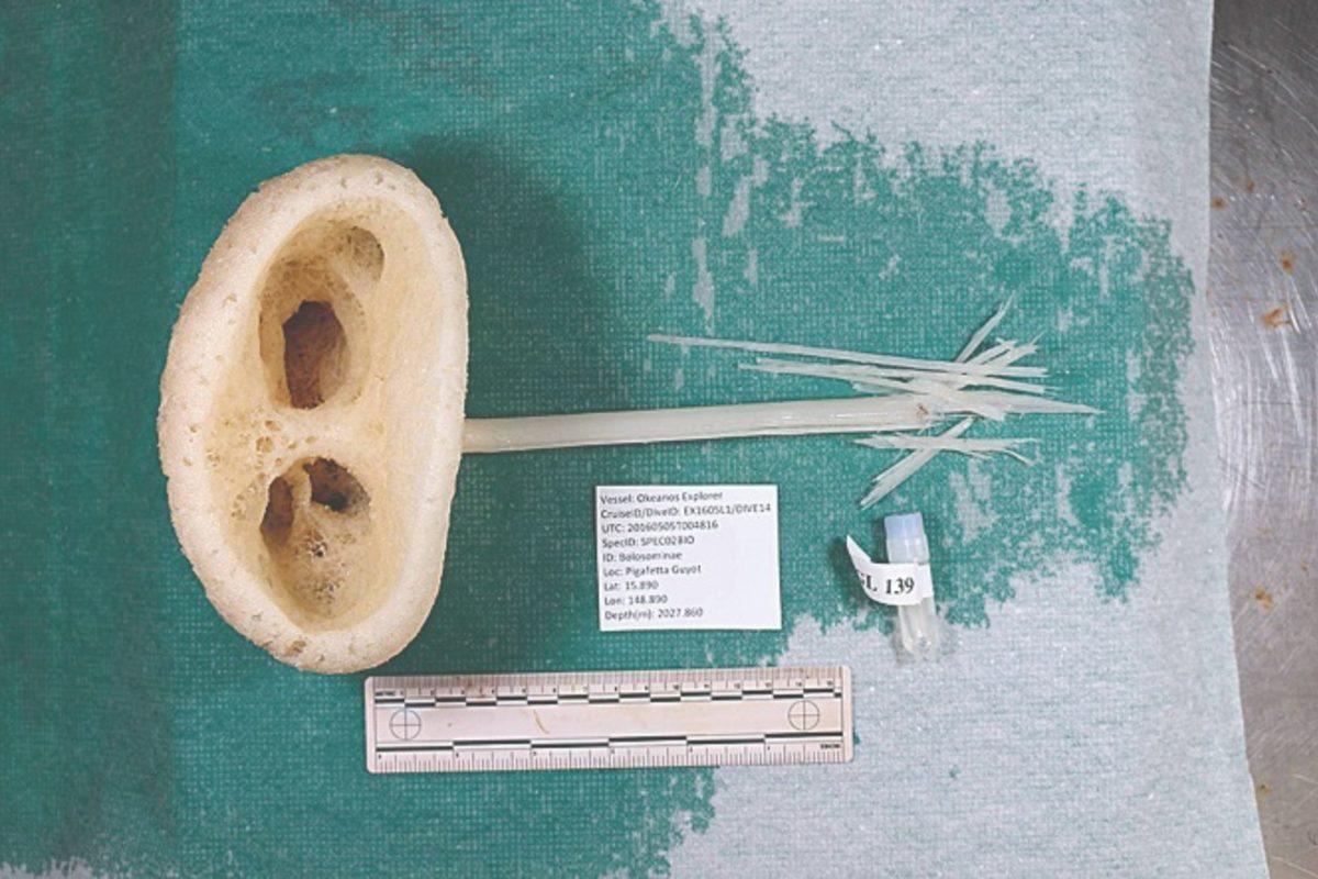 Pasifik Okyanusu’nda E.T. Benzeri Yaratık Bulundu