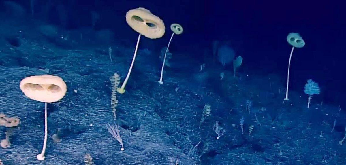 Pasifik Okyanusu’nda E.T. Benzeri Yaratık Bulundu