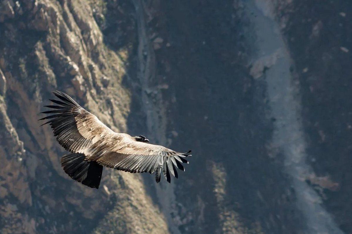 Dünyanın En Büyük Kuşlarından Olan Bir And Kondoru, Kanat Çırpmadan 172 Kilometre Uçtu
