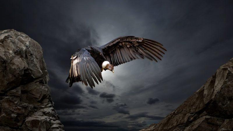 Dünyanın En Büyük Kuşlarından Olan Bir And Kondoru, Kanat Çırpmadan 172 Kilometre Uçtu