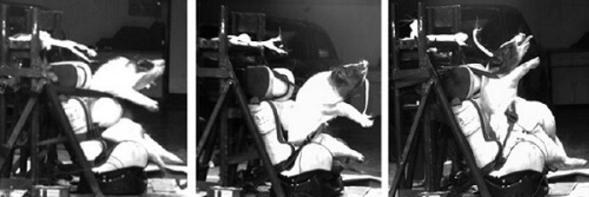 Çin’den Acımasız Deney: Çarpışma Testleri İçin Canlı Domuzlar Kullanılıyor