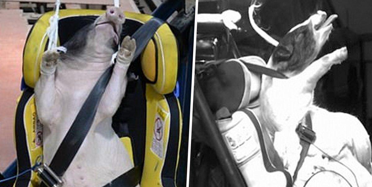 Çin’den Acımasız Deney: Çarpışma Testleri İçin Canlı Domuzlar Kullanılıyor