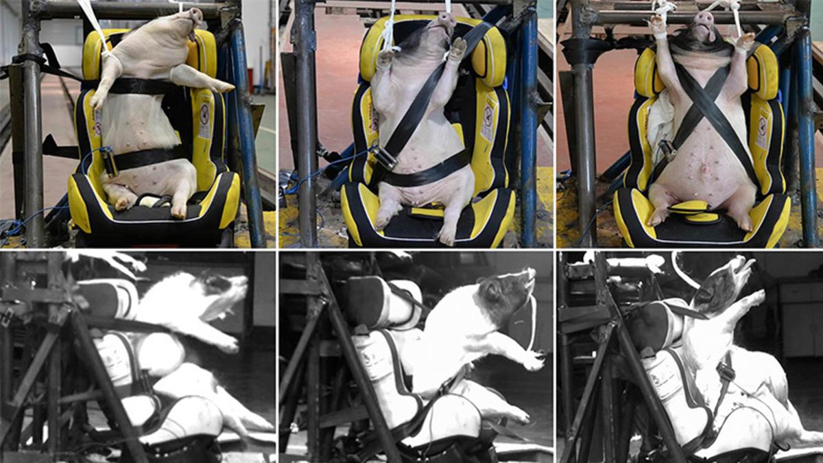 Çin’den Acımasız Deney: Çarpışma Testleri İçin Canlı Domuzlar Kullanılıyor