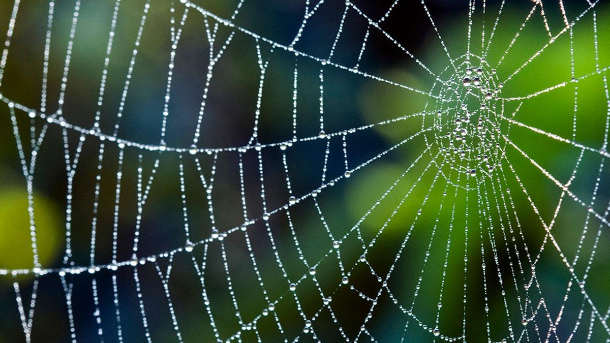 Bir Araştırma, Örümcek Ağlarının Neden Kolayca Çürümediğini Ortaya Çıkardı