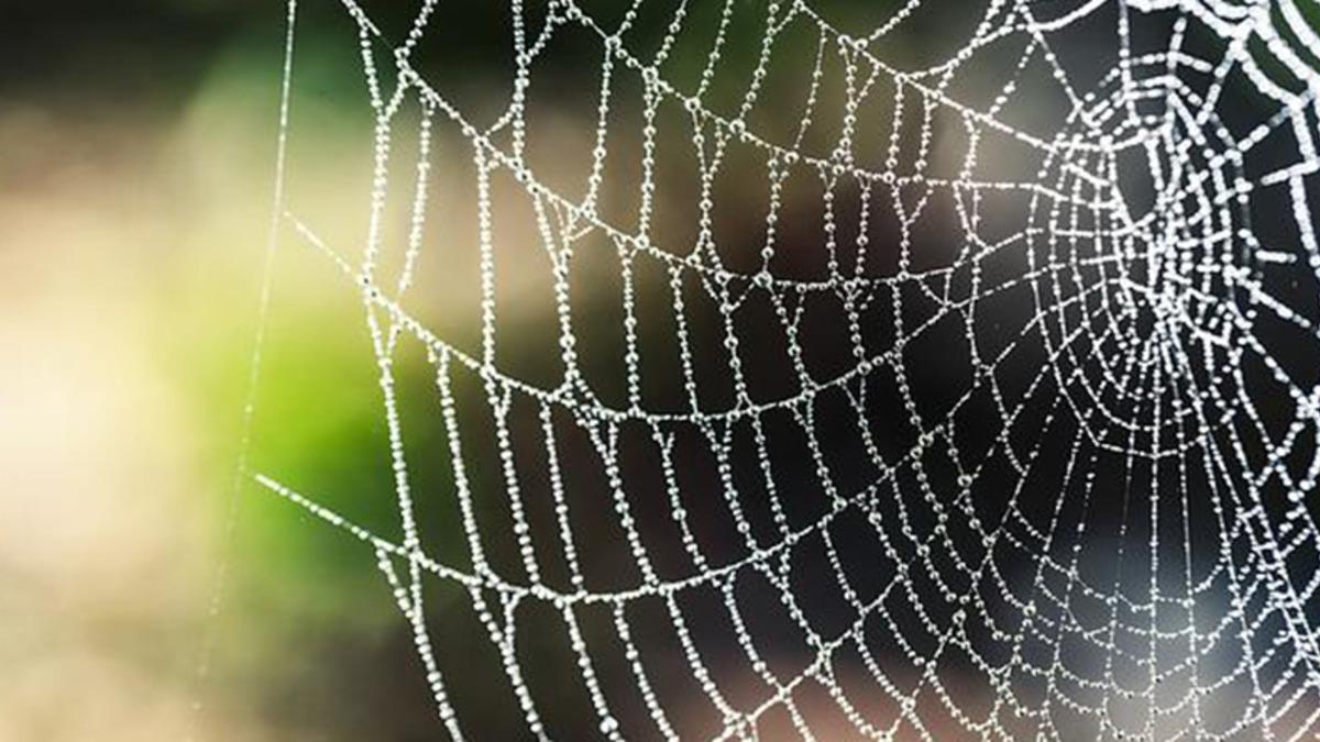 Bir Araştırma, Örümcek Ağlarının Neden Kolayca Çürümediğini Ortaya Çıkardı