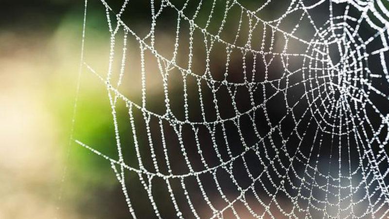 Bir Araştırma, Örümcek Ağlarının Neden Kolayca Çürümediğini Ortaya Çıkardı