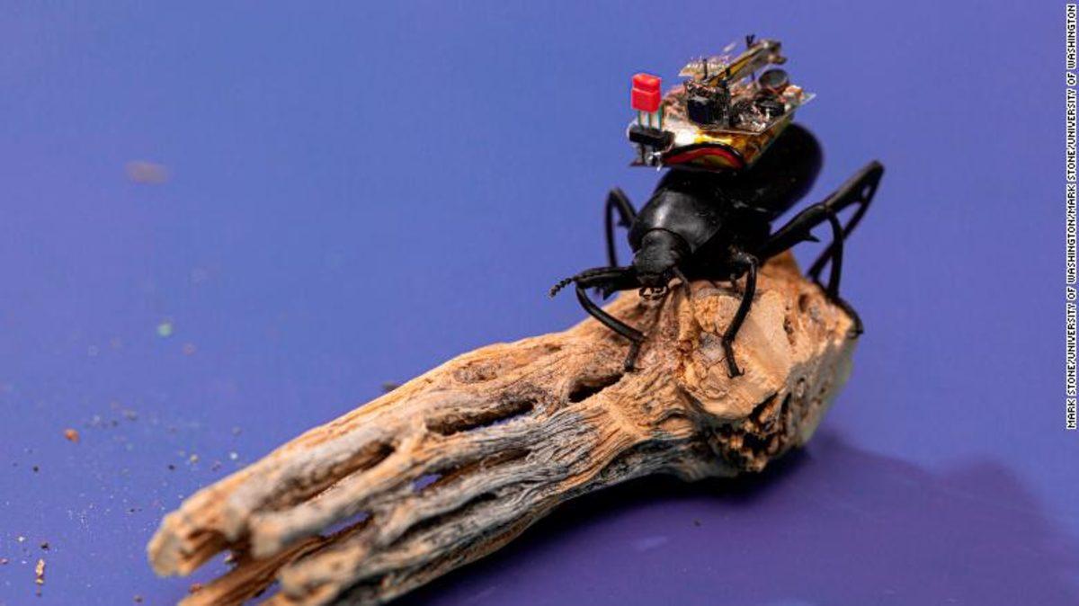 Bilim İnsanları Bir Böceğe Kamera Taktı