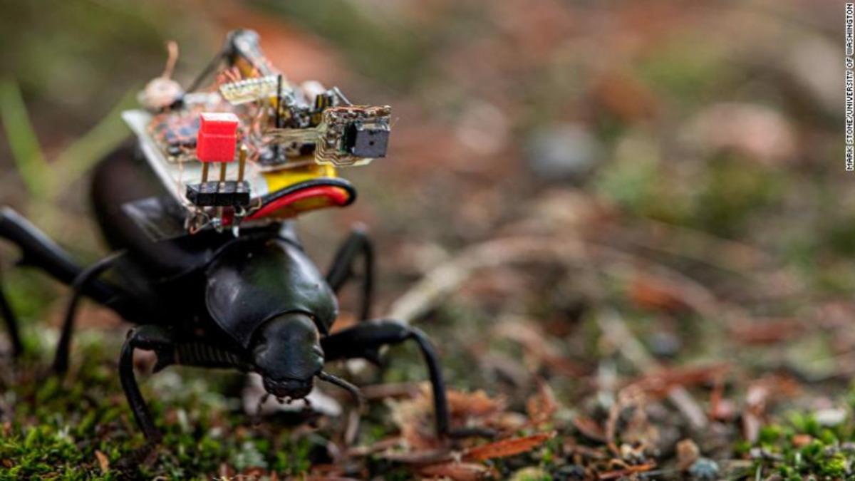 Bilim İnsanları Bir Böceğe Kamera Taktı