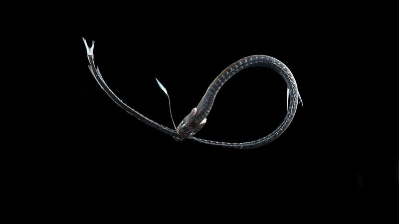 Normal Şartlarda Fotoğrafları Dahi Çekilemeyen Ultra-Siyah Balıklar