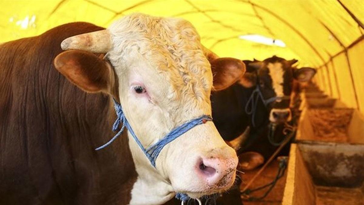 Bilim Kurulu Üyesi: Kurban Etinden Koronavirüs Bulaşma Riski Bulunuyor