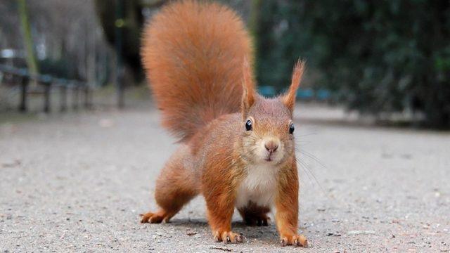 Bir Sincabın İnsanlardan Su İstediği Görüntüler Viral Oldu