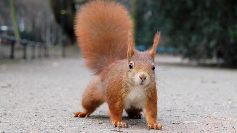 Bir Sincabın İnsanlardan Su İstediği Görüntüler Viral Oldu