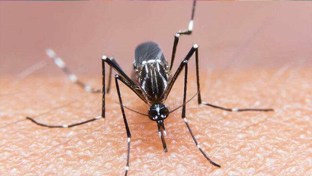 Bilim İnsanları, Sivrisinekten COVID-19 Bulaşmayacağını Kanıtladı