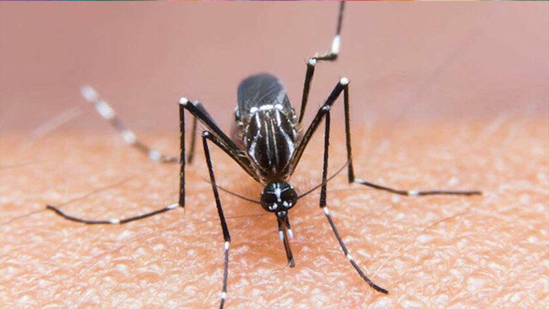 Bilim İnsanları, Sivrisinekten COVID-19 Bulaşmayacağını Kanıtladı