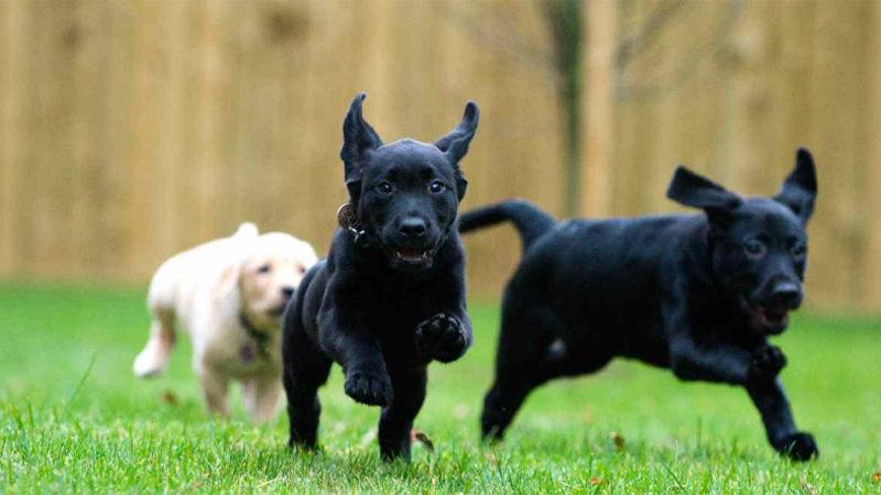 Köpekler, Dünya’nın Manyetik Alanını Yön Yardımı Olarak Kullanıyor Olabilir