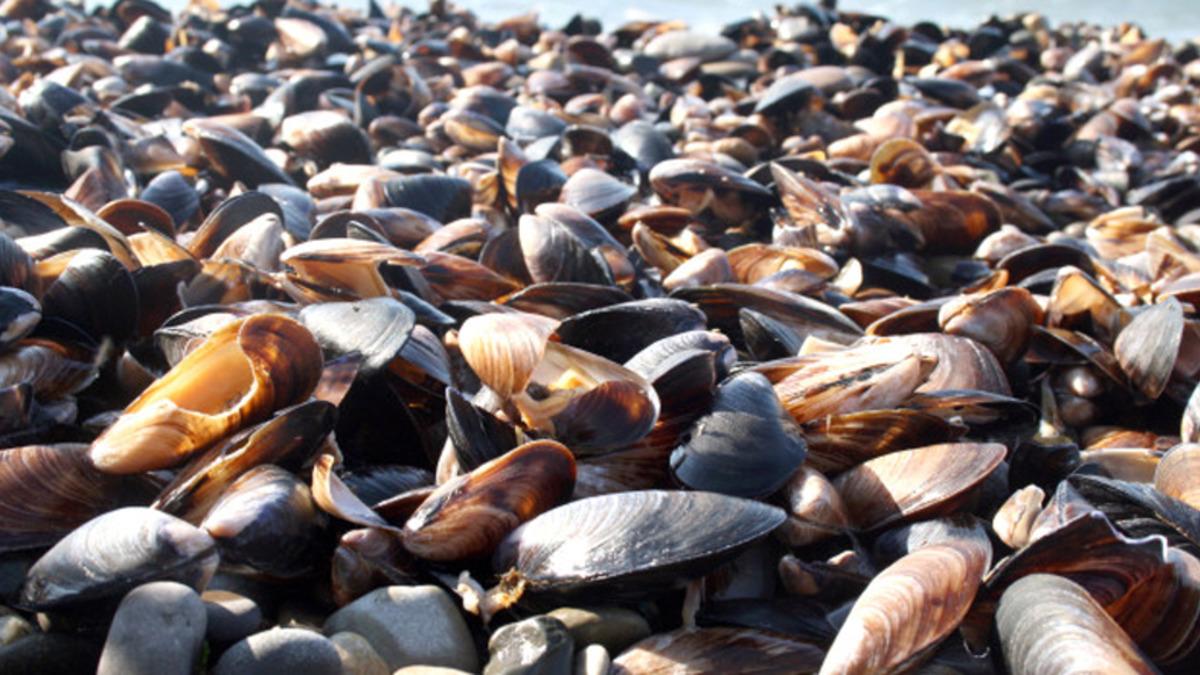 Araştırmacılar, Vitamin Haplarının Yerini Alabilecek Midye Geliştirdiler