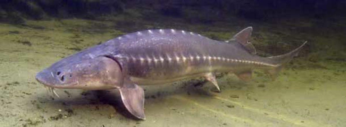 Bilim İnsanları, Yanlışlıkla Var Olması ’İmkansız’ Bir Melez Balık Ortaya Çıkardı