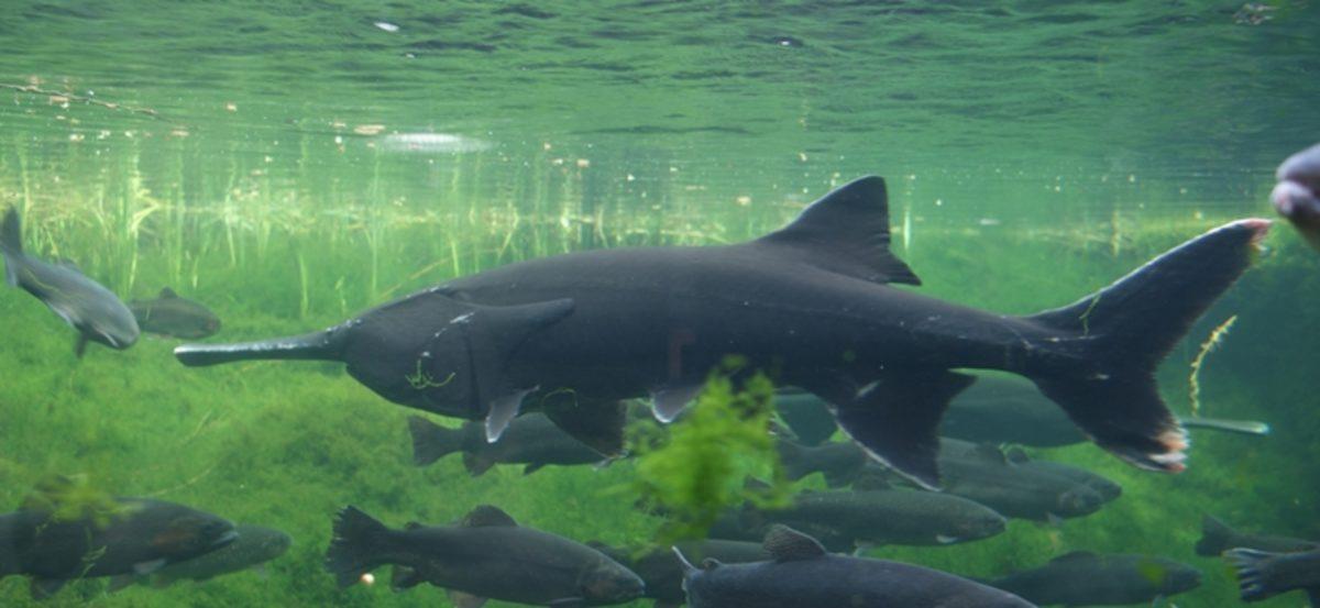 Bilim İnsanları, Yanlışlıkla Var Olması ’İmkansız’ Bir Melez Balık Ortaya Çıkardı