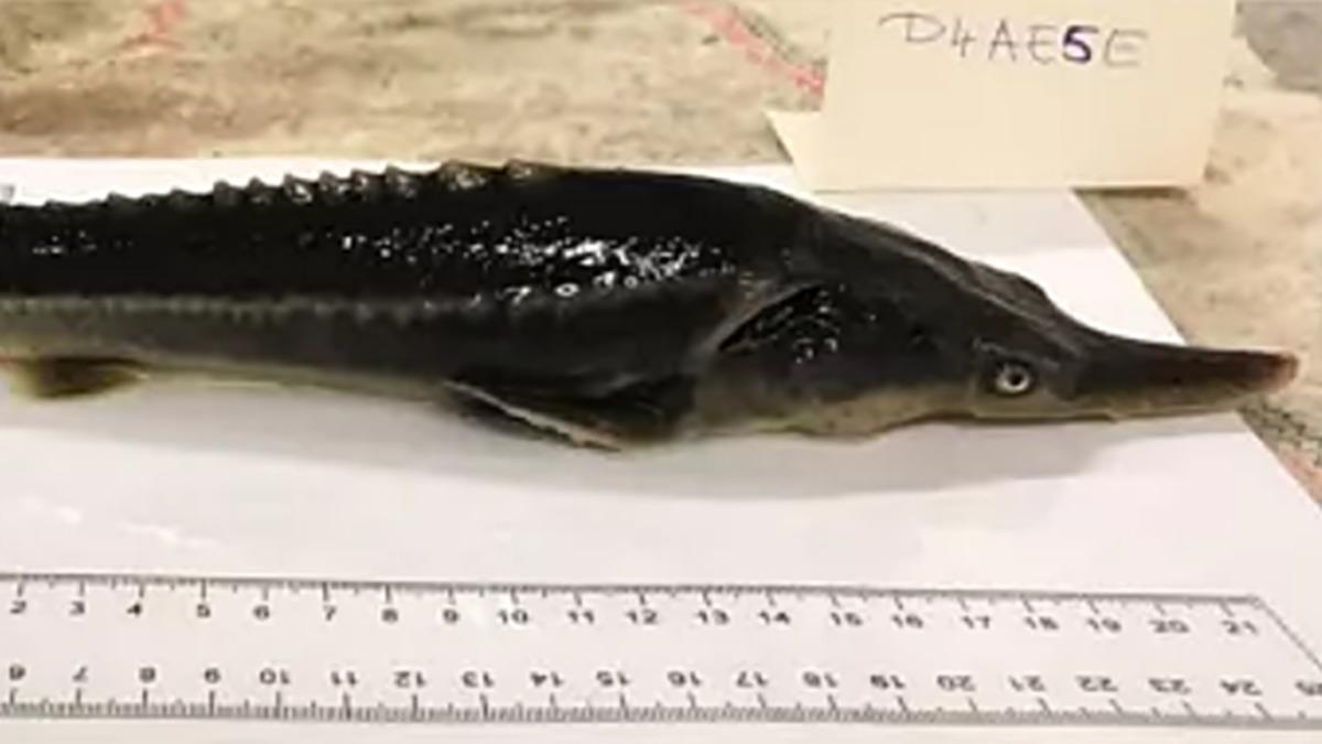 Bilim İnsanları, Yanlışlıkla Var Olması ’İmkansız’ Bir Melez Balık Ortaya Çıkardı