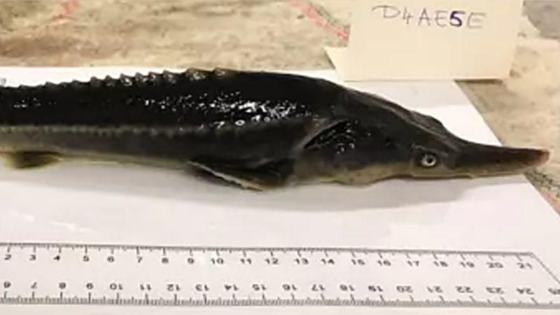 Bilim İnsanları, Yanlışlıkla Var Olması ’İmkansız’ Bir Melez Balık Ortaya Çıkardı