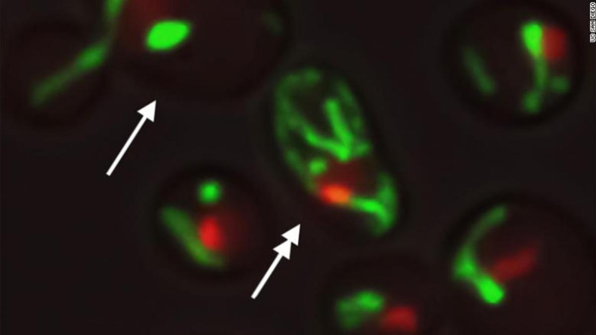 Bilim İnsanları, Yaşam Süresini Uzatmayı Mümkün Kılacak Bir Keşifte Bulundu
