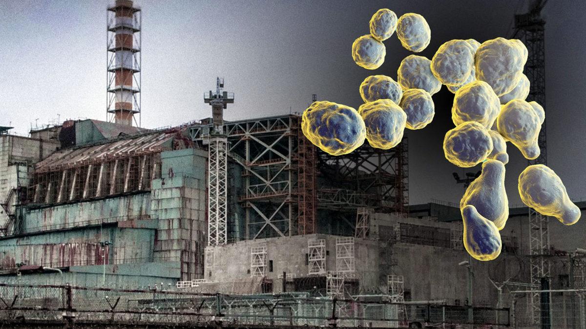 Astronotları Kozmik Işınlardan Koruyacak Şey Çernobil’deki Mantarlar Olabilir