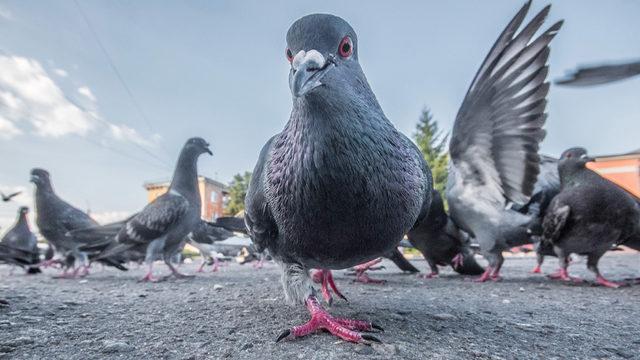 Bilim İnsanları, 2.500 Yıl Önce Yok Olan Devasa Bir Güvercinin İzlerini Buldu