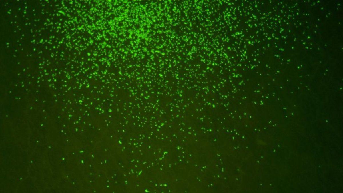 Bilim İnsanları, Denizde Buldukları 100 Milyon Yıllık Mikropları Diriltti